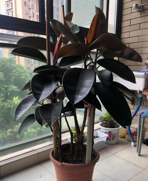 金钻花适合室内养吗