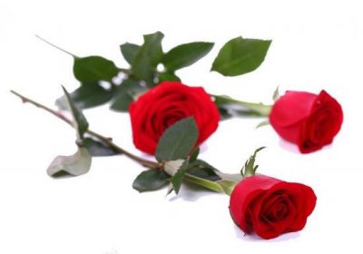 1到10朵玫瑰花的含义是什么 玫瑰花寓意和象征