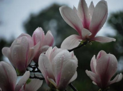 木兰花简介与象征意义 木兰花的花语寓意