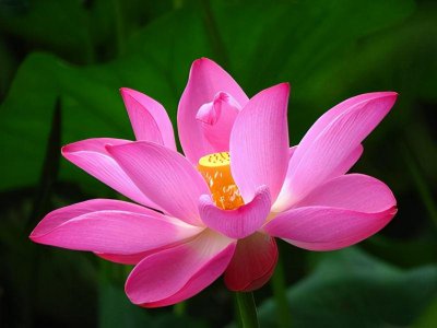 夏天常见的花有哪些花开 夏天最有代表性的花