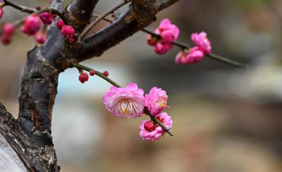 梅兰竹菊象征着什么品质 梅兰竹菊的象征意义