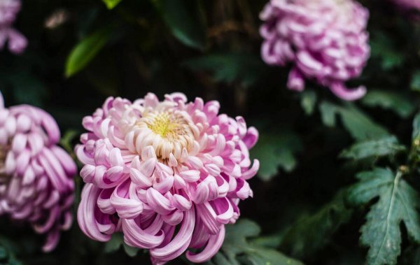 梅兰竹菊象征着什么品质