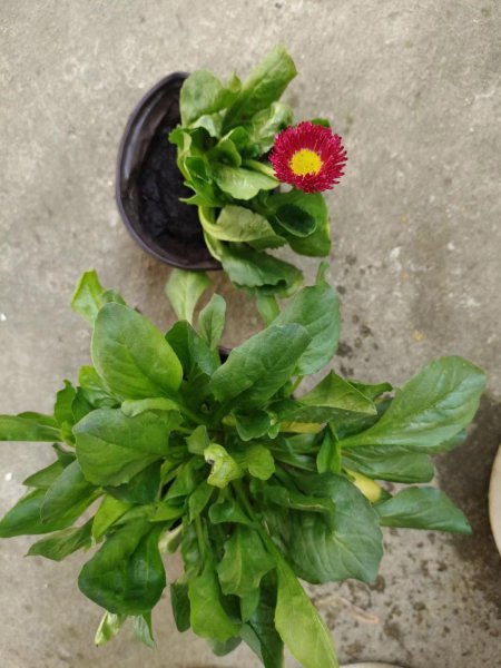 小雏菊的种类及图片大全