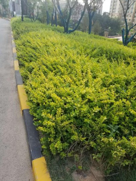 常见绿篱植物名称与图片