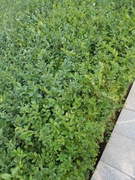 常见绿篱植物名称与图片