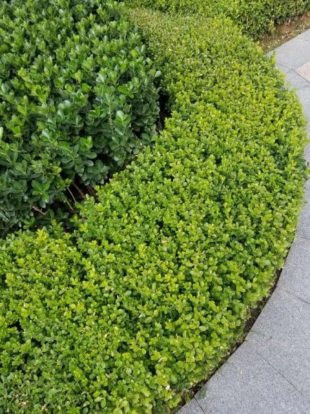常见绿篱植物名称与图片