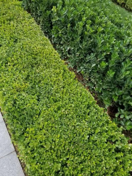 常见绿篱植物名称与图片