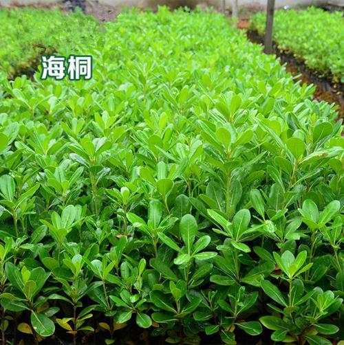 常见绿篱植物名称与图片