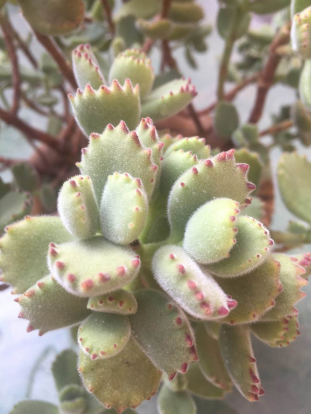 熊童子怎么养才能更旺盛