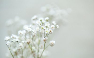 满天星寓意着什么 不同颜色满天星的花语和象征