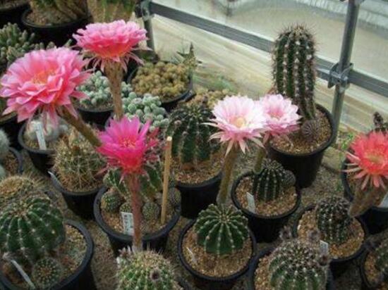 仙人掌开花图片唯美