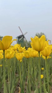 郁金香的花语图片大全 多种颜色郁金香象征意义
