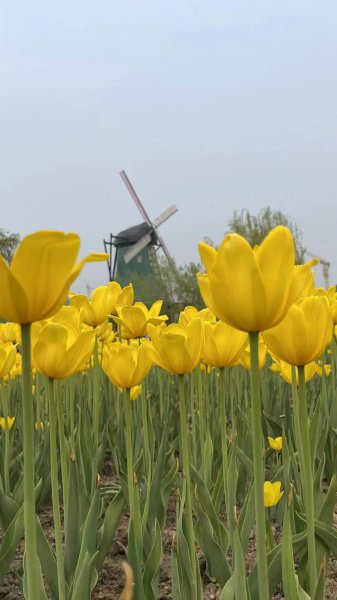 郁金香的花语图片大全