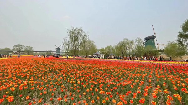 郁金香的花语图片大全
