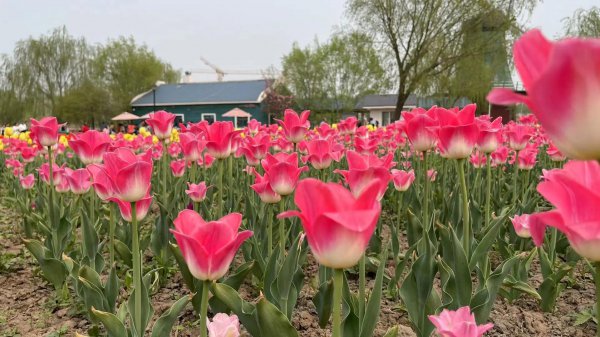 郁金香的花语图片大全