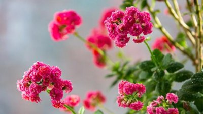 赞美长寿花的佳句有哪些 关于长寿花的唯美句子