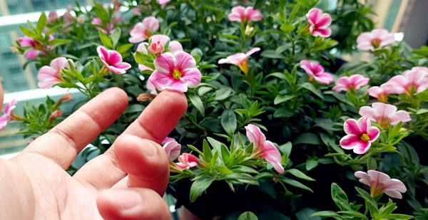 草本植物都有哪些种类