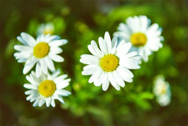 小雏菊的花语是什么