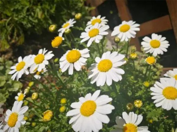 小雏菊的花语是什么