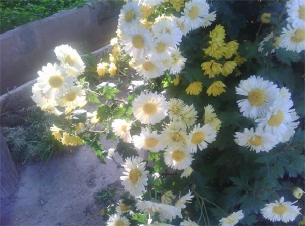 小雏菊的花语是什么