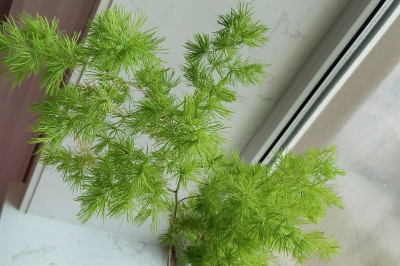 蓬莱松怎么养得粗壮 蓬莱松养护的正确方法
