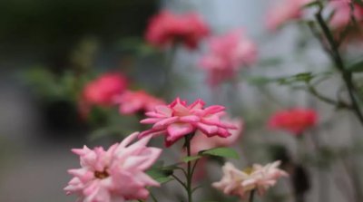 月季花语是什么 月季花代表的含义