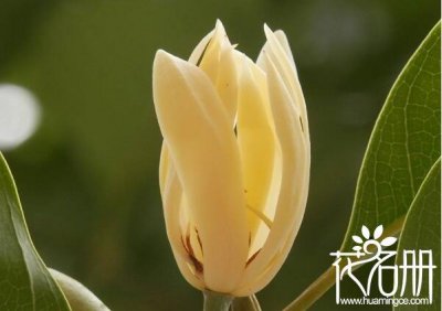 白兰花花语是什么意思 白玉兰花的寓意和象征