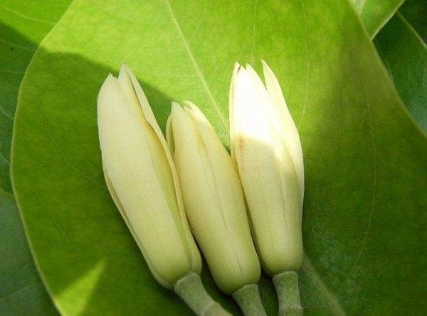 白兰花花语是什么意思