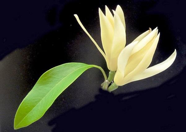 白兰花花语是什么意思