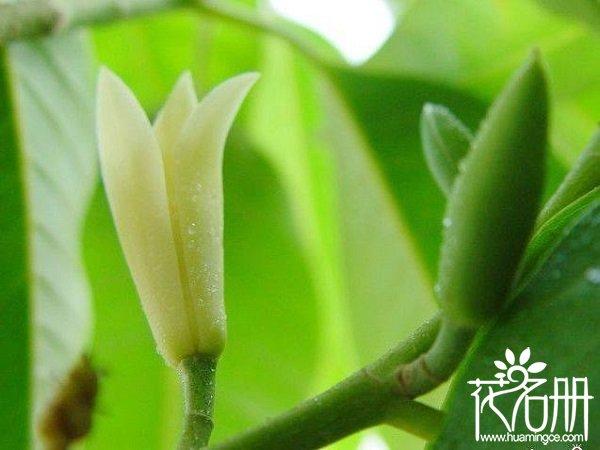 白兰花花语是什么意思