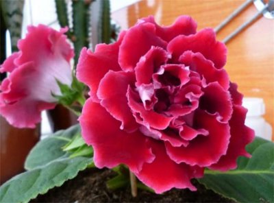 芙蓉花几天浇一次水最佳 教你正确养护知识
