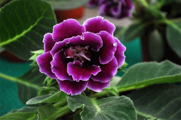芙蓉花几天浇一次水最佳