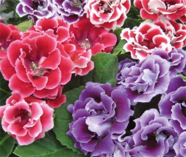 芙蓉花几天浇一次水最佳