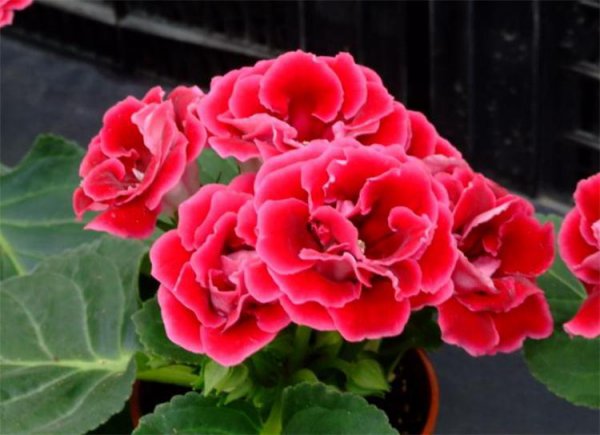 芙蓉花几天浇一次水最佳