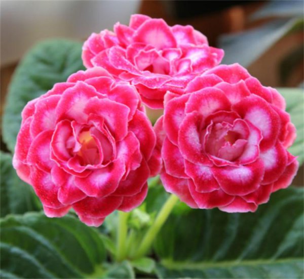 芙蓉花几天浇一次水最佳