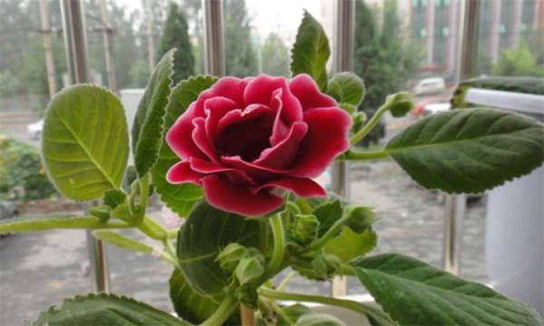 芙蓉花几天浇一次水最佳