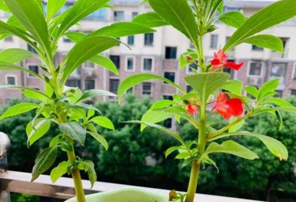 凤仙花长什么样
