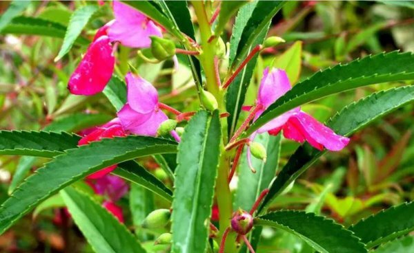 凤仙花长什么样