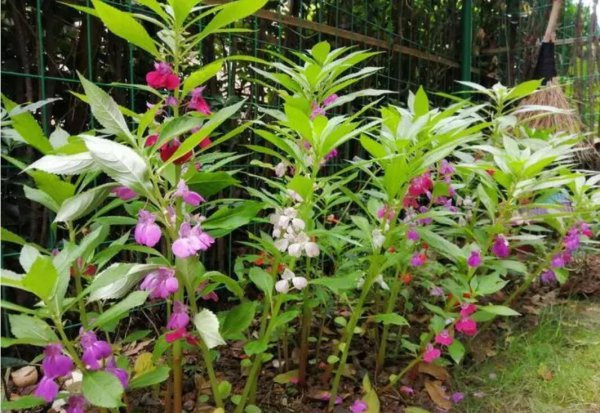 凤仙花长什么样