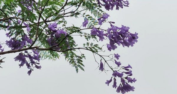 蓝楹花的花语和寓意