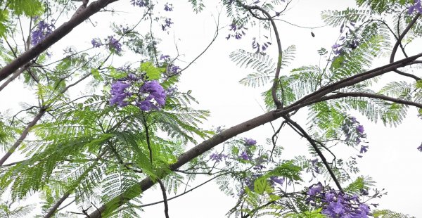 蓝楹花的花语和寓意