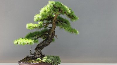 一年四季常绿爬墙植物耐寒 四季常青又耐寒的绿植