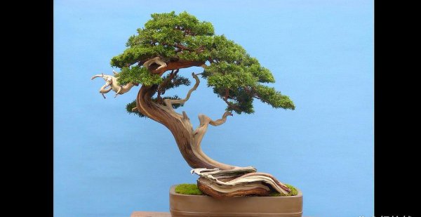 一年四季常绿爬墙植物耐寒