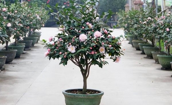 一年四季常绿爬墙植物耐寒
