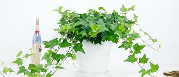 一年四季常绿爬墙植物耐寒