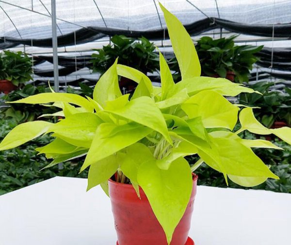 一年四季常绿爬墙植物耐寒