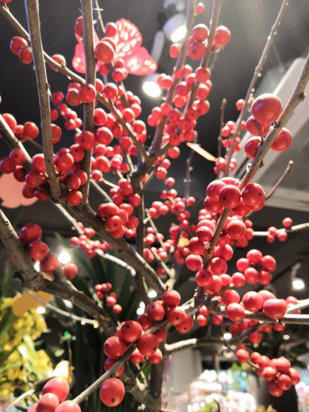 冬青的花语和寓意是什么