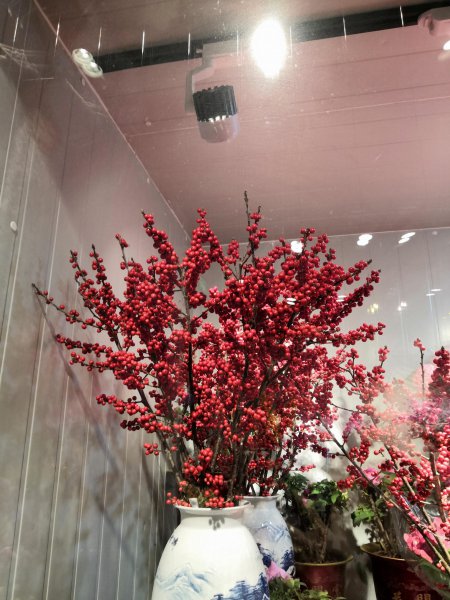 冬青的花语和寓意是什么