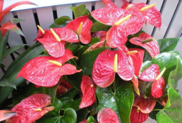 红掌花怎么养才能长得茂盛