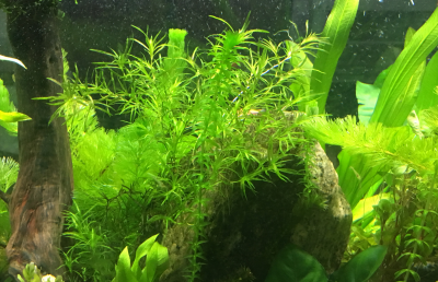 蜈蚣草水草怎么养长得快 详解水草养护小窍门